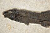 Fossil Fish (Notogoneus) From Wyoming - Huge For Species! #313931-2